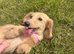 Cream Dachshund girl