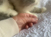 Ready Now*GCCF Reg. Persian Kitten