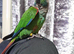 Pearly conure