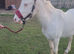 Beautiful Sec D x Welsh partbred FULL LOAN OR SALE