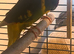 Male and female breeding pair of caique parrots with a chick