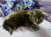 Stunning mainecoon babys