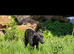 Black whippet  stud