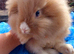 *READY NOW*FEMALE & MALE DOUBLE MANED LIONHEAD x CASHMERE MINILOPS