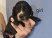 Cocker spaniel puppies for sale.
