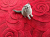 British and Scottish Fold kittens