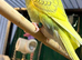 Pair 9 week old baby budgies available home reared