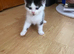 Ragdoll cross Kittens for sale