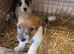 Farm bred Jack Russell’s