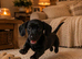 Stunning black dachshund boy