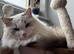 Two last Boys Pedigree Ragdoll Available