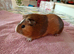 Guinea pigs for sale