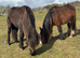 2 Year Old Friesian X Cob Colt