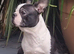 Boston Terrier Studs