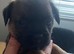 Border terrier puppies north east uk