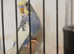 Baby Visual violet Budgies for sale