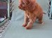Beautiful Cavapoo Puppies