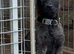 Mali boy pup