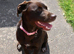 Chocolate Labrador cross