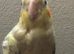 hand reared baby cockatiels