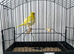 2026 fife canary cock bird