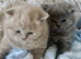 STUNNING PEDIGREE BRITISH SHORTHAIRS