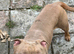 1 year old 3/4 boerboel 1/4 cane corso