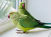 Stunning young Indian ringnick parrot