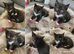 Lovely lot of kittens
