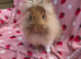 Stunning Ginger lion head boy 11 weeks very tame
