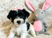 Pure Biewers. Pups