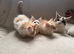 Last Maine Coon Boy Kittens. Ready Now