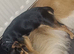 Miniature jack Russell female black and tan