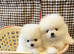Stunning Pure White Pomeranian Puppies - Fluffy Teddy Bear Face, Loving Home Raised