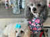 *FULL PEDIGREE SILVER TOY POODLE STUD AVAILABLE *