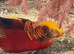 2 cock golden pheasants