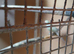 male ringneck