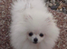 1.4kg teddy Pomeranian chiao li ya kc stud
