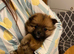 Pomeranian dog to stud
