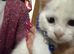Rare odd eye Ragdoll x R D bsh pure white boy ready now