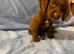 Beautiful cocker spaniel puppies
