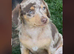 Stunning chiweenie puppies