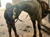 Lead rein pony
