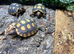 Cherry Head Tortoises at Birmingham Reptiles