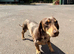 Goergeous Mini Dachshunds