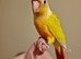 Adorable fully hand reared baby conures