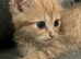 GINGER LONGHAIR BOY KITTEN FOR SALE
