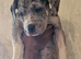 Mastiff x merle /chocolate