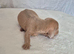 Gorgeous Daxies _ Miniature Dachshunds