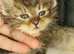 Siberian black golden kittens